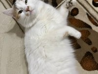 ÜCRETSİZ KEDİMİZİ SAHİPLENDİRME
