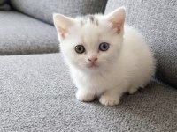 British Shorthair Oddeyes