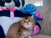 MERAKLILARINA DUYRULUR BRİTİSH LONGHAİR