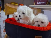 İki Aylık Güzel Yavru Köpekler