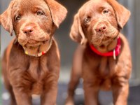 Birinci Sınıf Safkan Labrador Retriever Yavrular