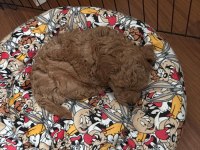 ACİL SATILIK toy poodle