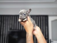 LİLAC TAN FRENCH BULLDOG DİŞİ YAVRU MİCRO BOY EXOTİC