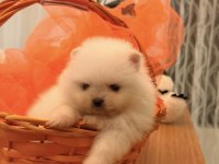 Mini boy ayı surat pomeranian yavrular