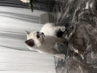 4 aylık british shorthair blue point