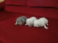 N11 british shorthair yavruları yuva arıyor