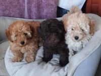 A Kalite Toy Poodle yavrusu
