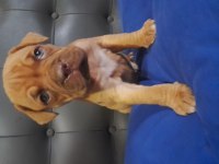 Fransız mastiff dişi ve erkek