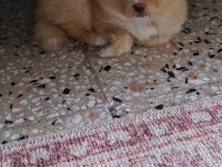 Latte tadında maltipoo