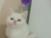 Gerçek bir dost kedi ise istediğiniz tamda doğru yerdesiniz