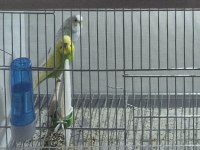 Çift yavru muhabbet kuşu ne ararsan var