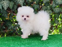 Pomeranian Boo Gülen Surat