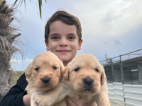 Toy poodle yavrular