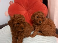 POODLE DİŞİ ERKEK YAVRU