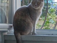 Scottish fold kedimiz