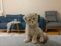 2.5 aylık scottish fold