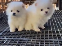 Pomeranian boo antaya pamuk şekerleri