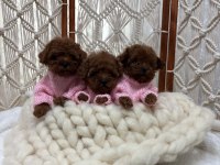 DİŞİ KORE POODLE YAVRULAR