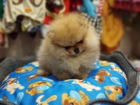 2 Aylık Pomeranian yavrum