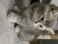 İki aylık british shorthair kedisi