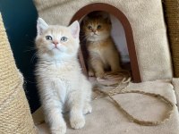British shorthair lilac erkek