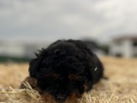 Black Tan Maltipoo Eşsiz Güzellikte Yavrumuz