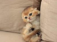 ŞECERELİ SAFKAN GOLDEN BRİTİSH BEBEKLER