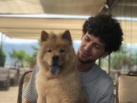 Chow chow Çin aslanı