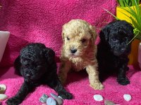 Poodle akademi siyah köpekler