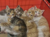 2 AYLIK YAVRU KEDİLER ACİL SAHİPLENDİRME