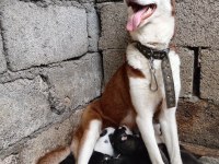 Husky Yavrularım