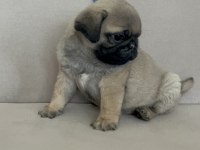 Erkek pug yavrumuz yeni ailesini arıyor