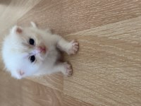 MERSİN SCOTTİSH FOLD BRİTİSH SHORTHAİR KEDİ
