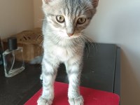 British shorthair