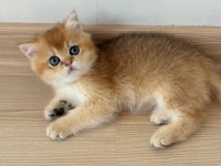 British Shorthair Erkek Yavru Teslime Hazır
