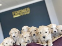 BEBEK YÜZ  TOY POODLE YAVRULAR ANKARA MAĞAZAMIZDA GÖRN