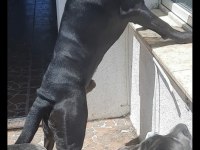 A şecereli cane corso yavrularımız