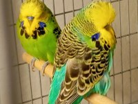 Show jumbo muhabbet kuşu