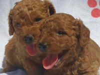 ORİJİNAL RED BROWN TOY POODLE YAVRULARIMIZ