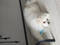 Pomeranian boo 6 aylık erkek