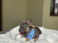 FRENCH BULLDOG ( IRK GARANTİLİ )