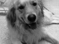Golden Retriever 4 Yaşında