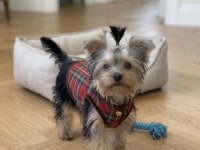 Yorkshire Terrier Çok Sevecen Oyuncu