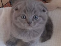 Bayram şekeri scottish fold