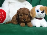 45 günlük poodle kuru mama yiyorlar