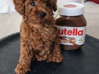Toy Poodle Köpeğimiz