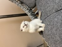 Orjinal ırk scottish fold