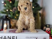Mükemmel Kalitedeki Toy Poodle Yavrularımız