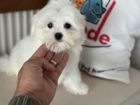 Çok özel Tea cup kore kan maltese yavrumuz
