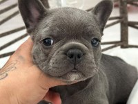 KALİTELİ BLUE FRENCH BULLDOG BEBEKLER